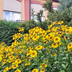 Sierpniowo-wrześniowy pejzaż w ogrodzie Domu pod Gruszą w Chmielnie Tel.506 737 348 