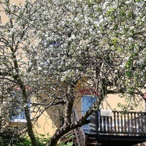 Kwitną papierówki - przy mieszkaniu przy sadzie-niezależny domek dla turystów. 