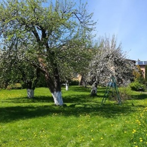 Kwitnące jabłonie i grusze w sadzie i ogrodzie na posesji Domu pod Gruszą w Chmielnie.
Jest miejsce do siatkówki, huśtawka dla dwojga, miejsce na ognisko i grilla. 