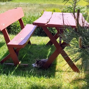 Nasz domownik kotek szary odpoczywa w cieniu stołu w ogrodzie. 