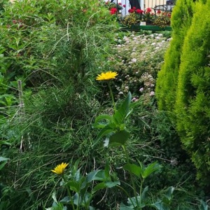Ogród i  zagospodarowany taras przy apartamentach-żółtym i zielonym. 