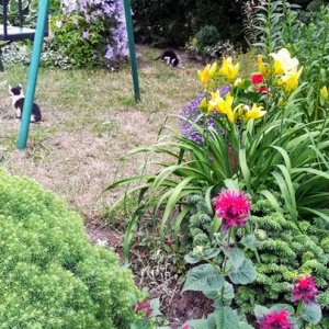 Kolorowo kwitną kwiaty w ogrodzie Domu Pod Gruszą w Chmielnie 