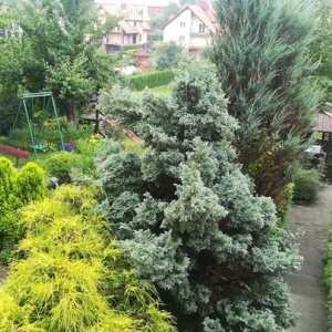 Ogrody, plac zabaw, altana z grillem, sad w naszym Domu pod Gruszą w Chmielnie. 