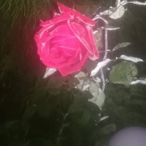 Kwitnąca róża - listopad w naszym ogrodzie w Chmielnie. 