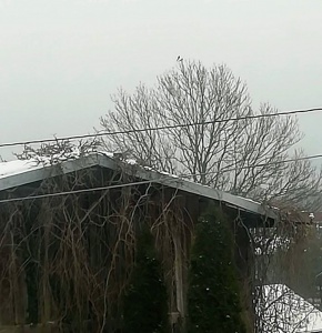 Przybliżenie - spontaniczny widok z okna apartamentu szarego - a tu dwa ptaszki na najwyżej galązce drzewa 