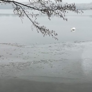 Zaloty łabędzi na jeziorze Białym w Chmielnie. 