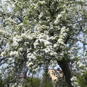 Kwitnąca grusza w sadzie w Domu pod Grszą 