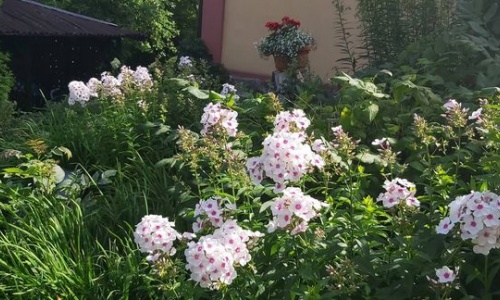 Kwitnące floksy w ogrodzie wypoczynkowym 