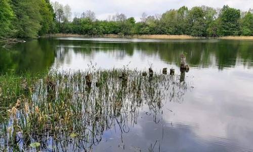 Nad jeziorem Rekowo. Pale starego pomostu pięknie komponują z  zielenią przyrody 
